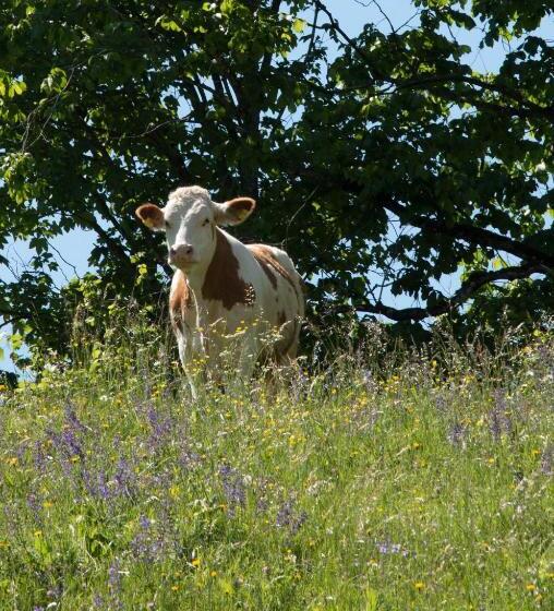 酒店 Reiterbauernhof Maho