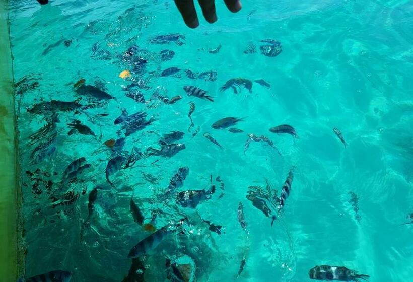 پانسیون Chez Johnny Blue Bay