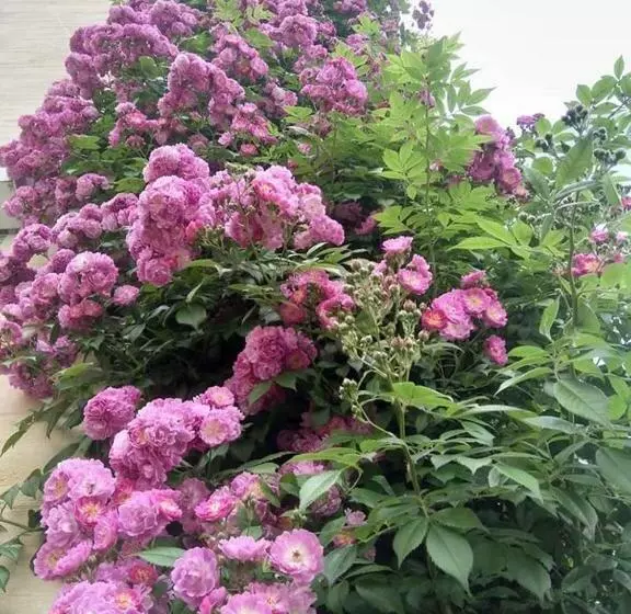 Aamiaismajoitus (B&B) De Blauwe Maaten