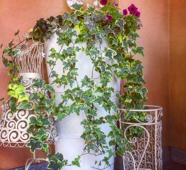 צימר I Grappoli Divini