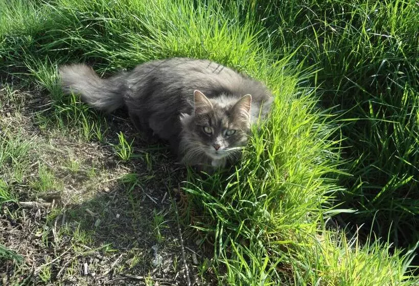 Aamiaismajoitus (B&B) Passe Partout