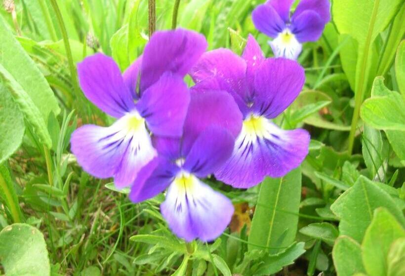 Bed and Breakfast Bastides Du Mezenc