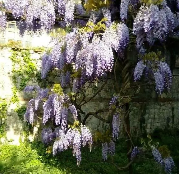 تختخواب و صبحانه Villa Osmanthus