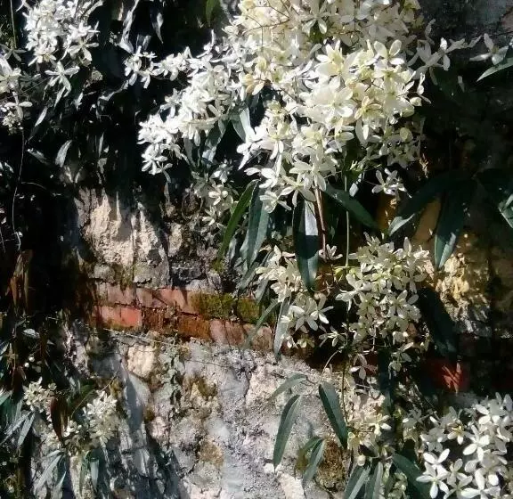 تختخواب و صبحانه Villa Osmanthus