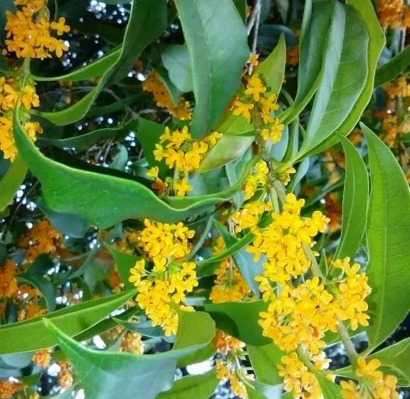 تختخواب و صبحانه Villa Osmanthus