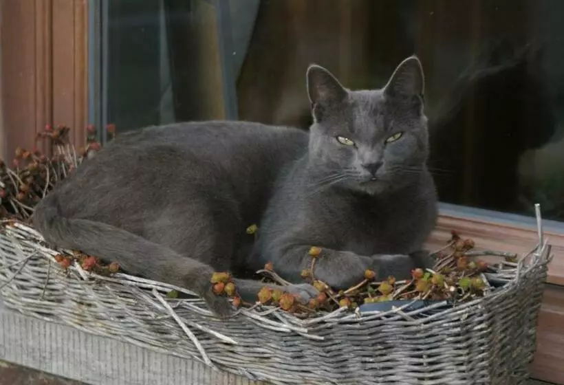 Aamiaismajoitus (B&B) Guesthouse Biolleke