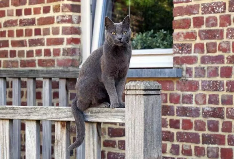 Aamiaismajoitus (B&B) Guesthouse Biolleke