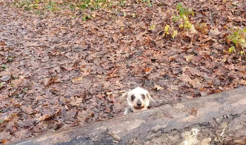 Aamiaismajoitus (B&B) Guesthouse Biolleke