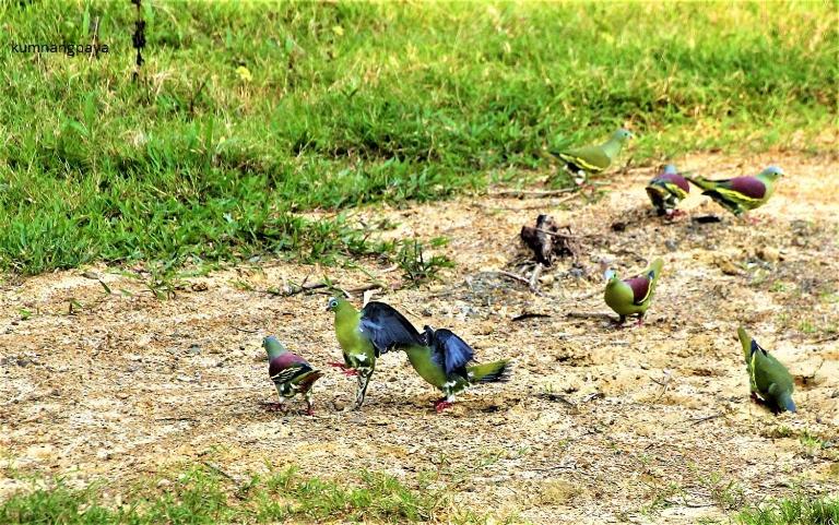 リゾートホテル Kum Nangpaya