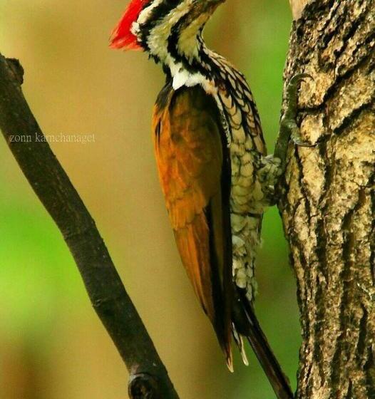 リゾートホテル Kum Nangpaya