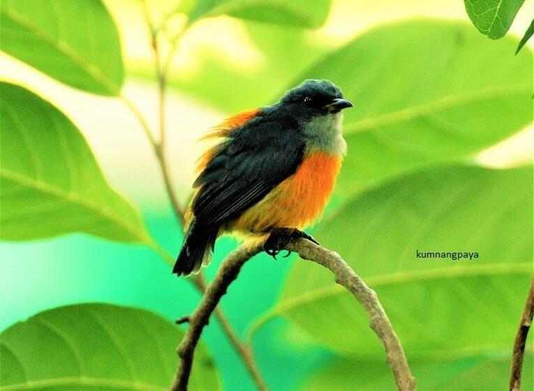 リゾートホテル Kum Nangpaya