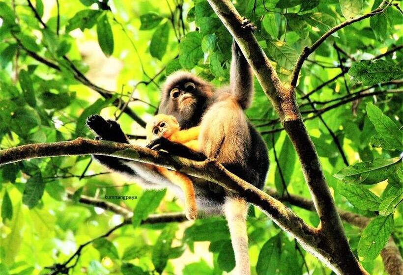 リゾートホテル Kum Nangpaya