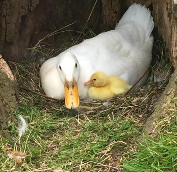 Bed and Breakfast Droomgaerd