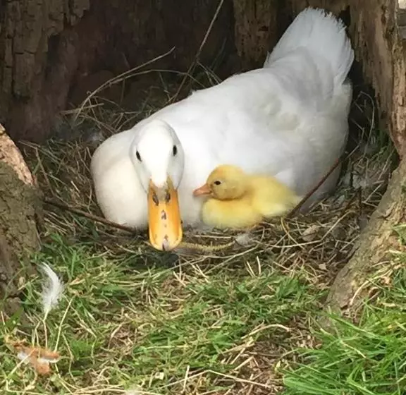 Aamiaismajoitus (B&B) Droomgaerd