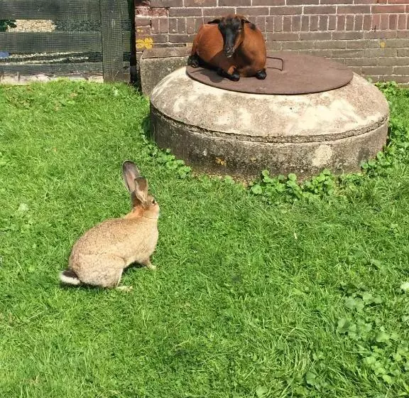 Aamiaismajoitus (B&B) Droomgaerd