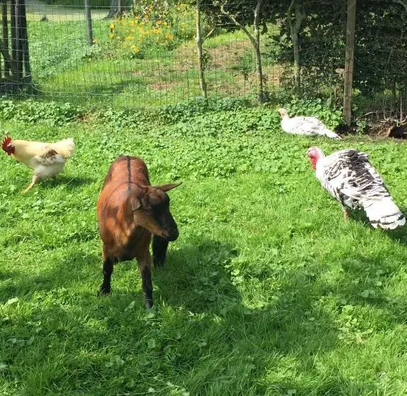 Aamiaismajoitus (B&B) Droomgaerd