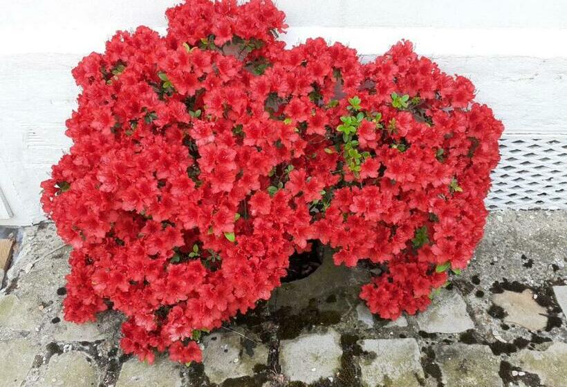 مبيت وإفطار Manoir De L As De Trèfle