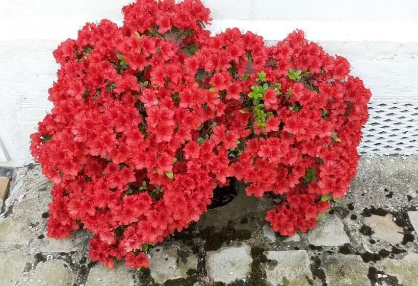 Aamiaismajoitus (B&B) Manoir De L As De Trèfle