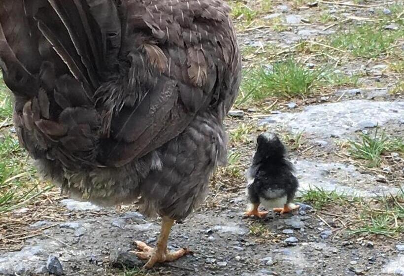 Five Saints Farmhouse B&b