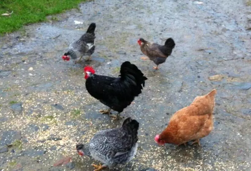 Five Saints Farmhouse B&b