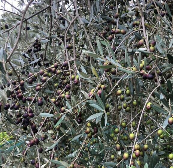 ホテル Agriturismo San Giusto