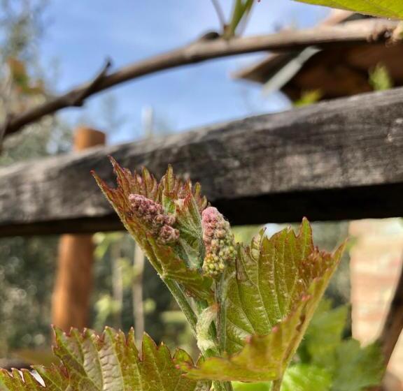 ホテル Agriturismo San Giusto