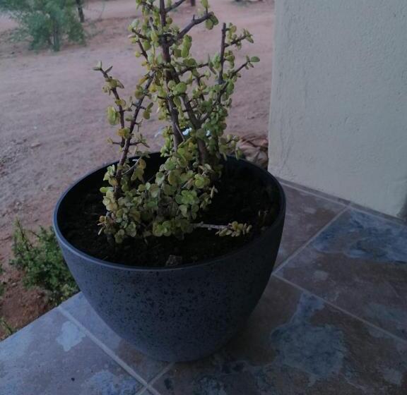 مبيت وإفطار Apollis Cottage