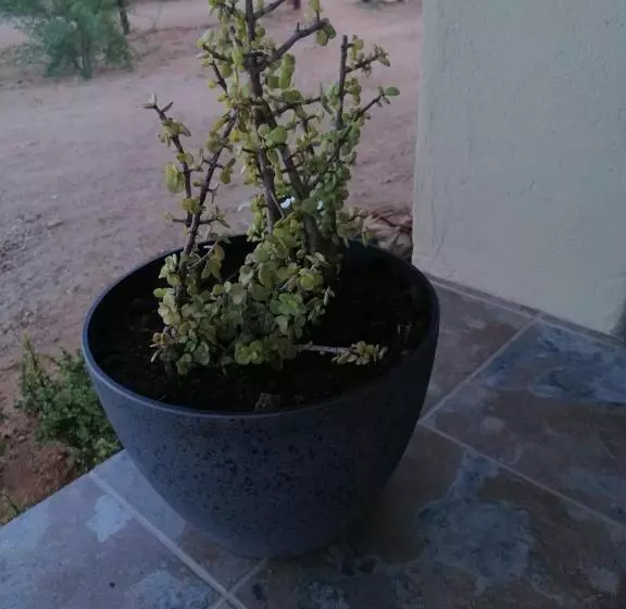 Aamiaismajoitus (B&B) Apollis Cottage