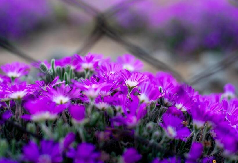 مبيت وإفطار Apollis Cottage