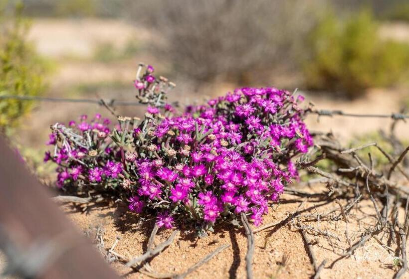 مبيت وإفطار Apollis Cottage