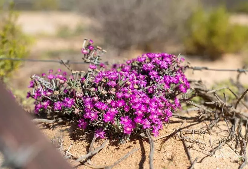 Aamiaismajoitus (B&B) Apollis Cottage