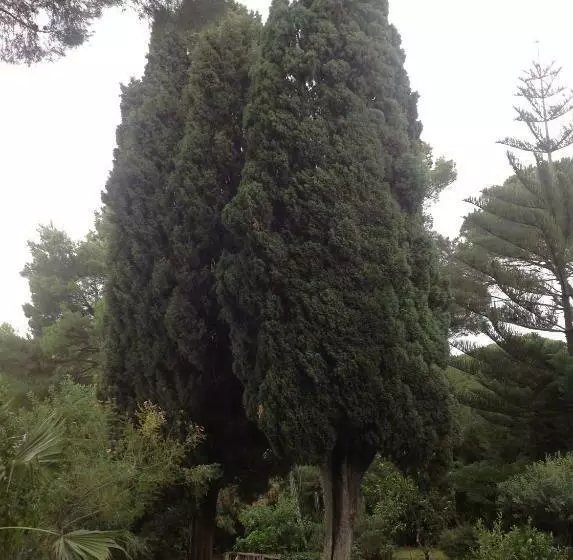 تختخواب و صبحانه Ai Cipressi