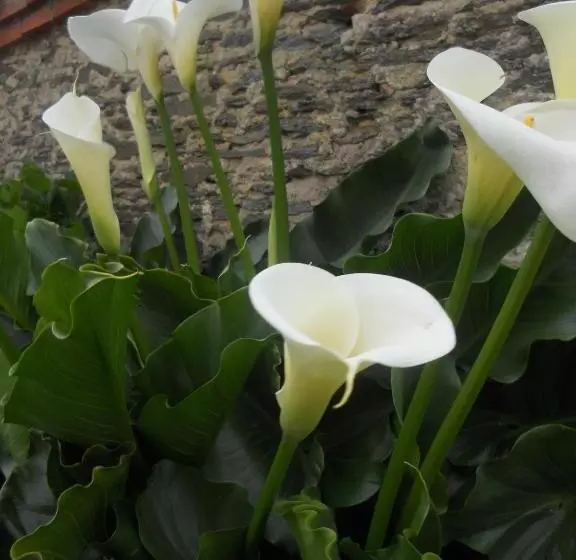 Majatalo Chambres D Hôtes Dinedort