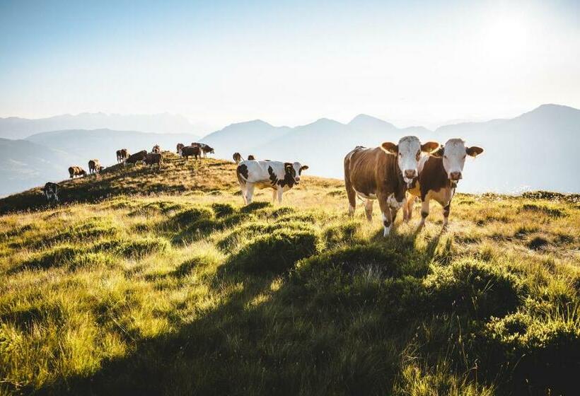 Bed and Breakfast Frühstückspension Samerhof