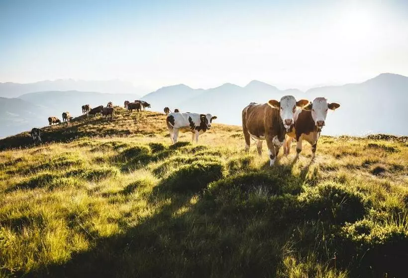 Aamiaismajoitus (B&B) Frühstückspension Samerhof