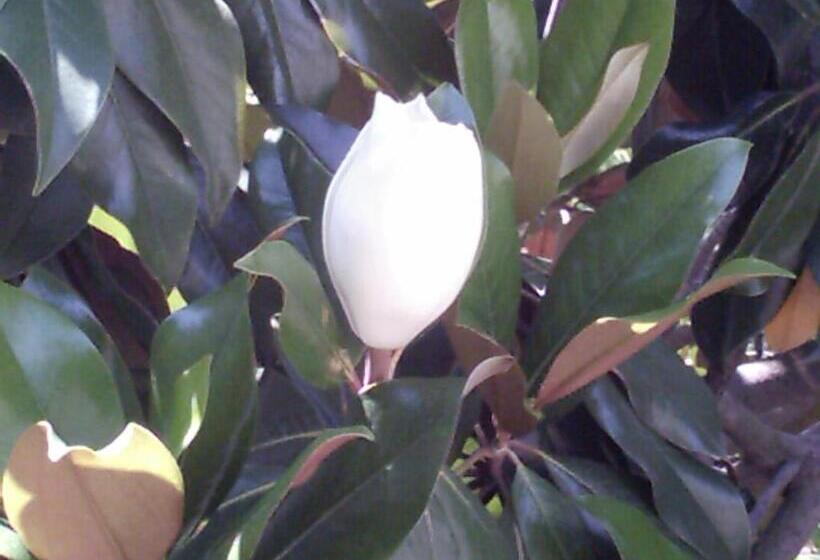 צימר Il Giardino Di Tonia   Oplontis Guest House   Bed & Garden