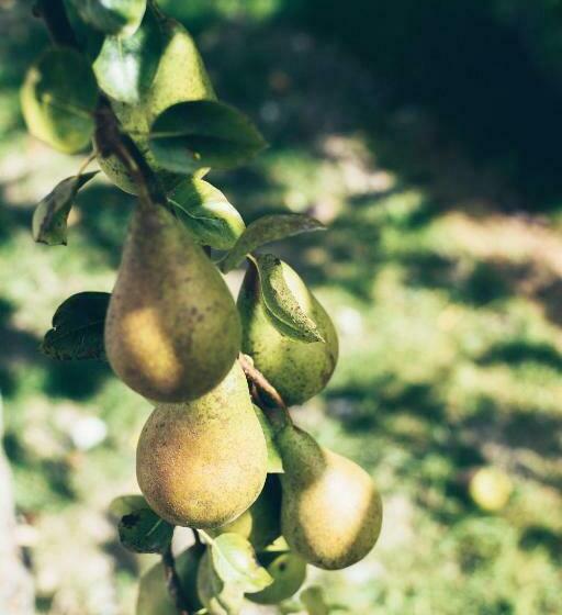 ベッドアンドブレックファースト Chambres D Hôtes Le Clos D Enhaut