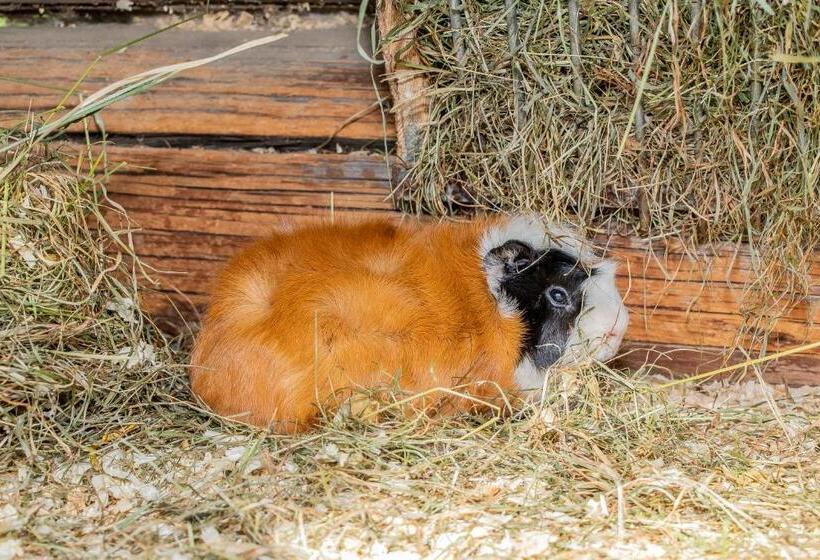 בית מלון כפרי Appartement Arnoldgut