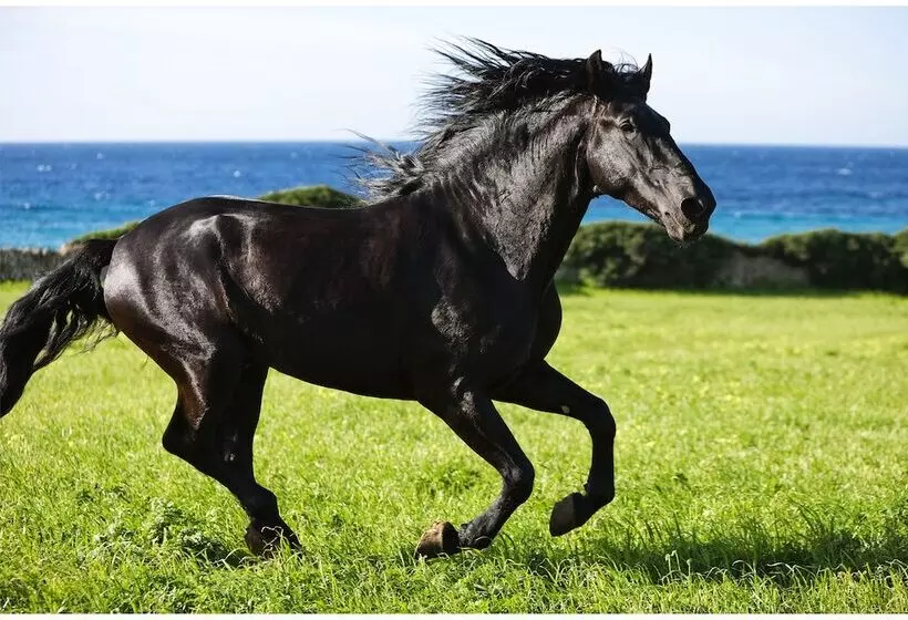 Сельский отель Rural Binigaus Vell