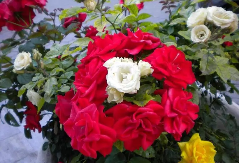 Paradise Lost Hotel Apartments