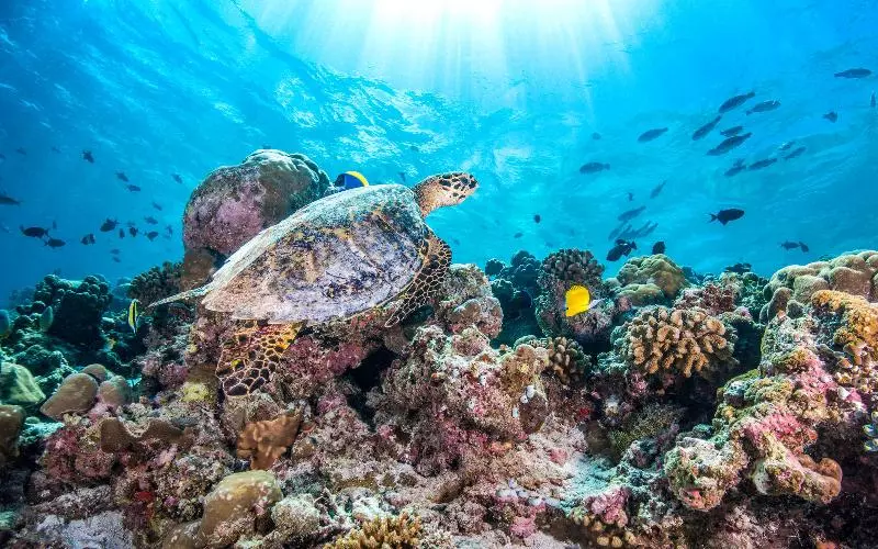 Отель Ozen Reserve Bolifushi Luxury All Inclusive