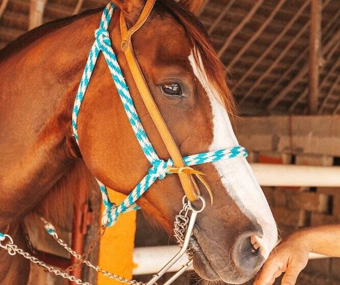 منتجع El Dorado Casitas Royale Catamarán, Cenote & More Inclusive