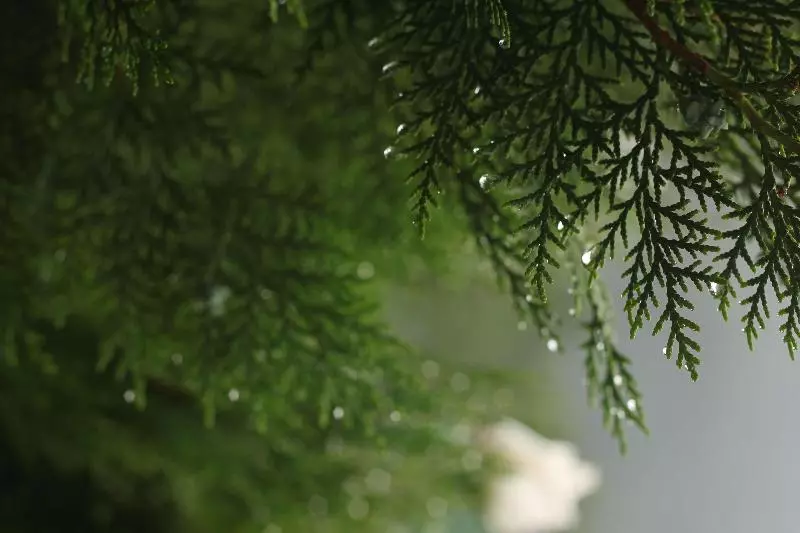 호텔 Golden Tulip Manali