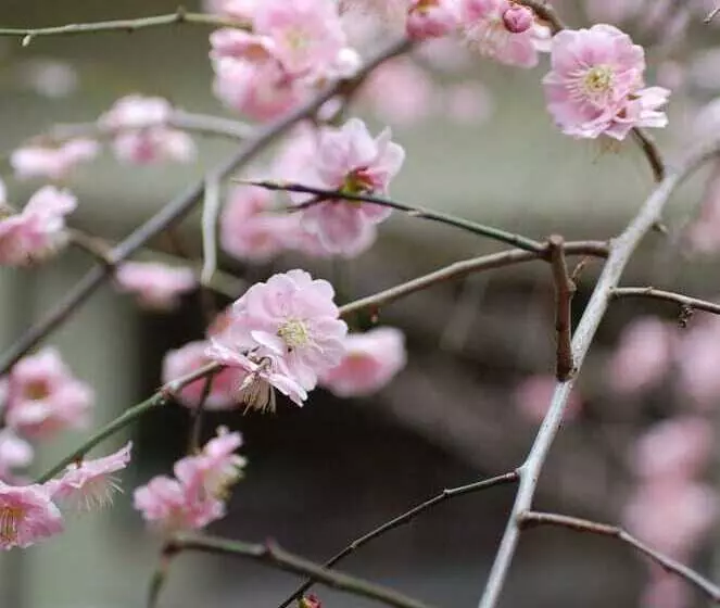 ホテル Hananoyado Nishikien