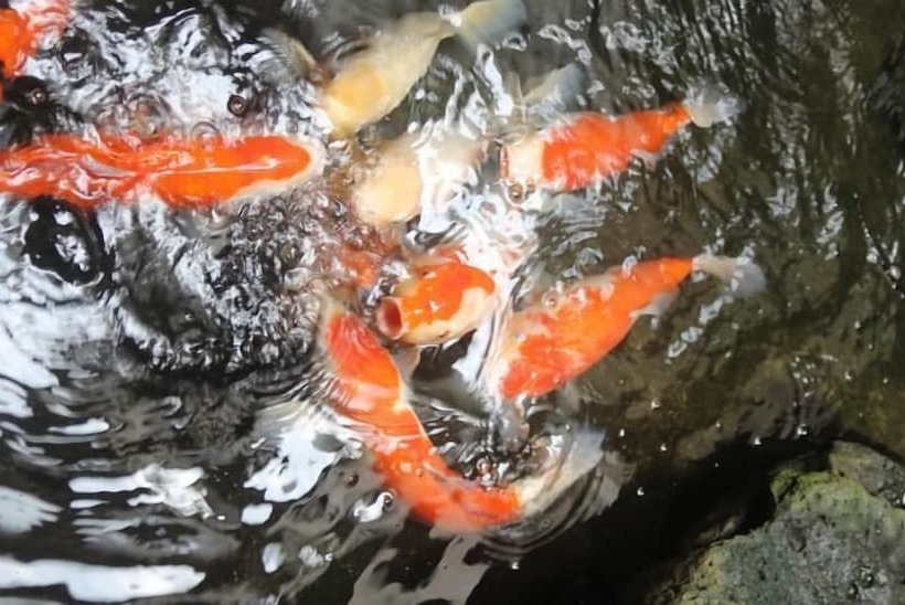 בית מלון כפרי Sinonomesou