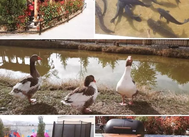 مُتل &spamontenegro Rivijera