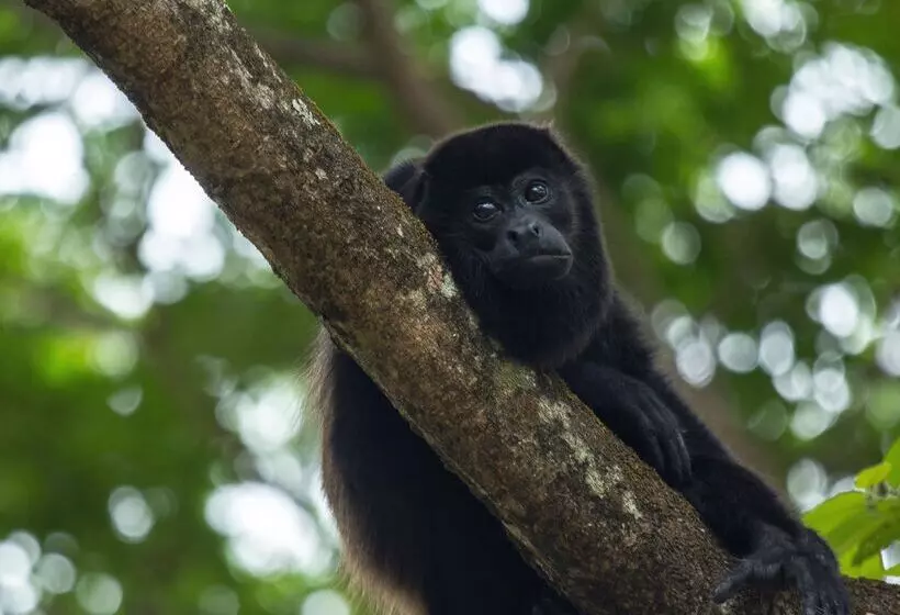 Arenas Del Mar Beachfront & Rainforest Resort Member Of The Cayuga Collection