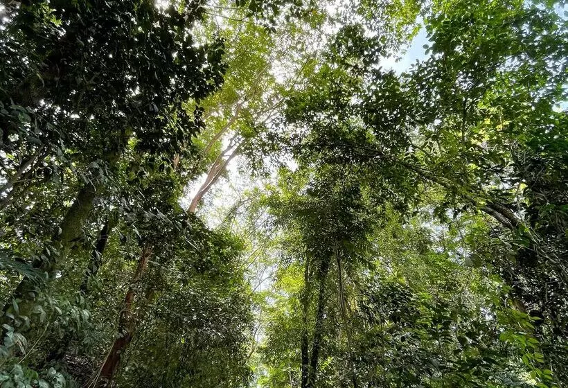 Arenas Del Mar Beachfront & Rainforest Resort Member Of The Cayuga Collection