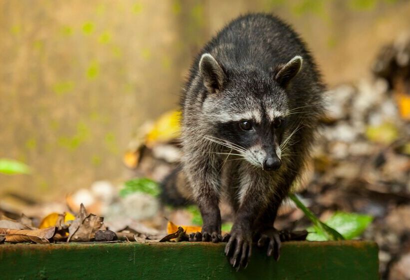 Arenas Del Mar Beachfront & Rainforest Resort Member Of The Cayuga Collection