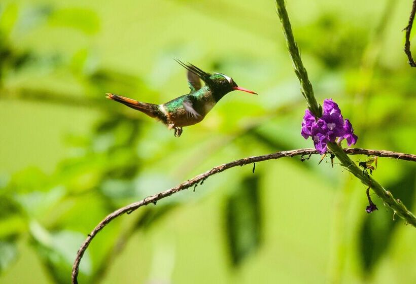 Arenas Del Mar Beachfront & Rainforest Resort Member Of The Cayuga Collection